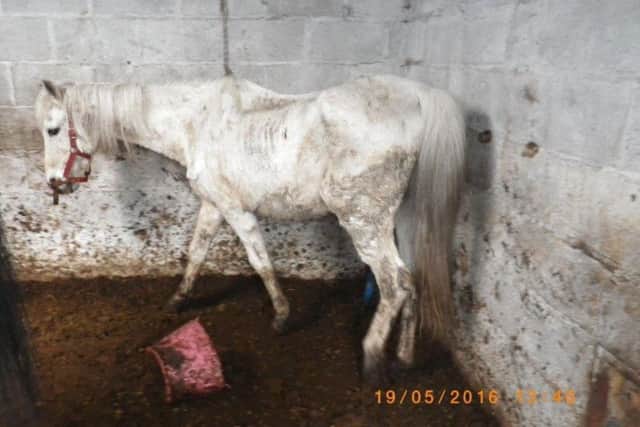 One of the horses which was subject to an unnecessary suffering case.