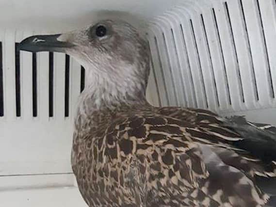 Handout photo of Smokey the baby seagull, who has been rescued from poisonous smoke created by the Primark store fire