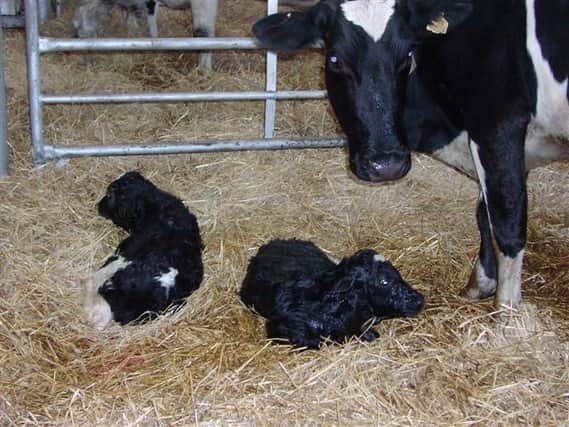 Herds with a high pregnancy rate tend to have a high % of cows in calf by 100 days post calving