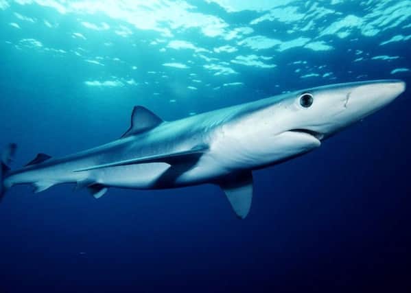 The blue shark (Prionace glauca). Picture by Mark Conlin/ U.S. National Oceanic and Atmospheric Administration