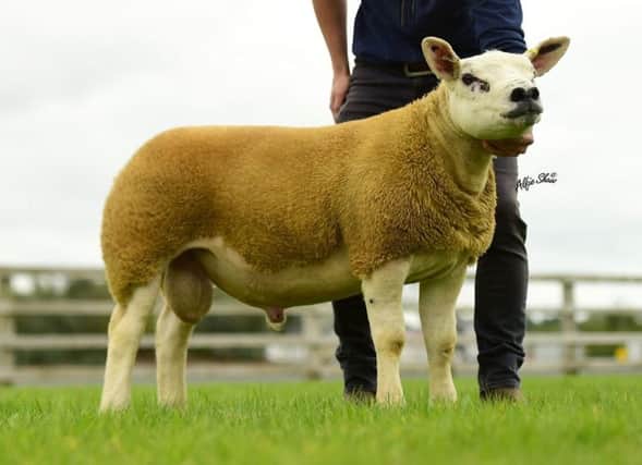 The Bank of Ireland Texel Champion exhibit from the Hanthorn Family Mullan Texels which sold for 3400gns to J Trimble Curley Texels