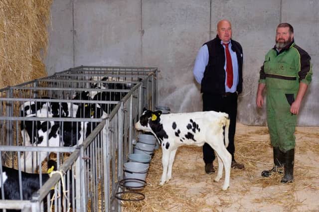 Andrew Reid shows Gareth Bell, Genus ABS, one of his 'Silver' Sexcel Calves on his farm at Lisburn. Photograph: Columba O'Hare/ Newry.ie