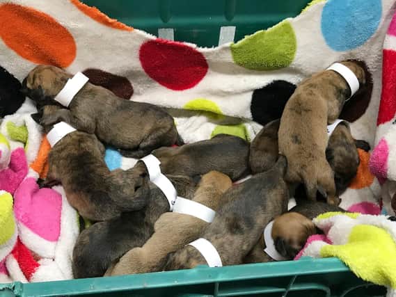 Undated handout photo issued by the RSPCA of a litter of 10 puppies, found dumped in a lay-by