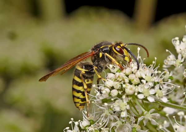 Wasps do serve a purpose: they pollinate and kill