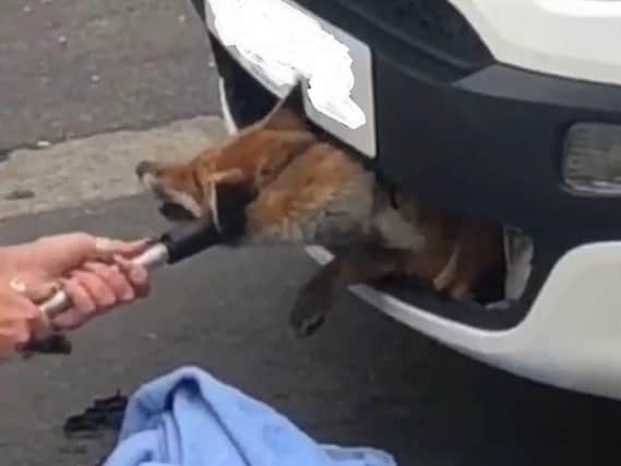 A fox was rescued from a car grille in Letchworth Garden City, Hertfordshire after being stuck for 12 hours following an accident.