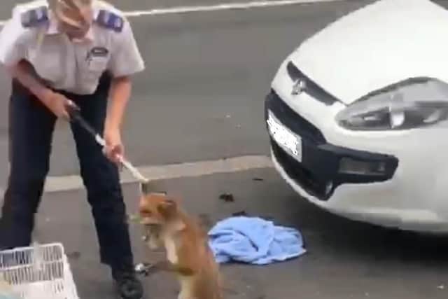 The fox is rescued from a car grille in Hertfordshire