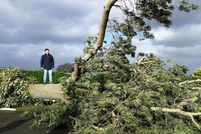 David Abraham on top of a tree which has come down with the force of Storm Ali in north Armagh