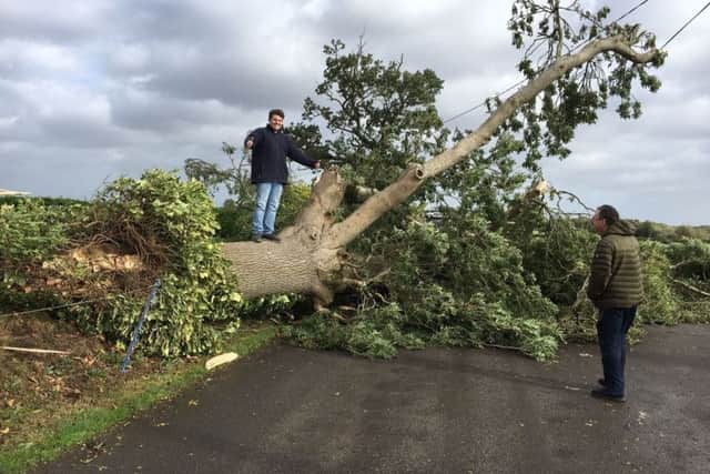 David Abraham on top of a tree which came down during Storm Ali at Esky Road Lurgan