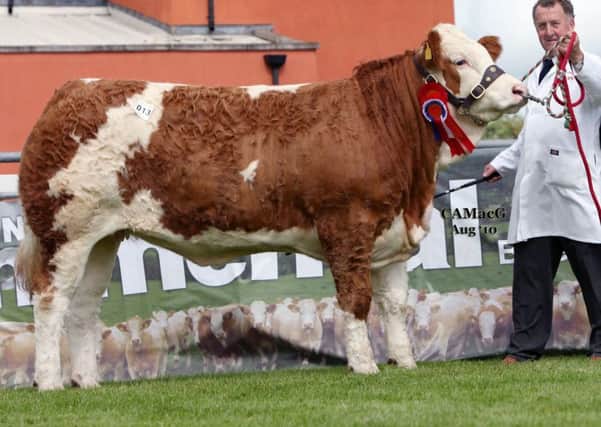 The 12,000gns Cleenagh Avon was bred from the Raceview King daughter, Cleenagh Trudie - donor of 17 embryos offered for sale at the herd's forthcoming reduction sale in Dungannon. Picture: MacGregor Photography