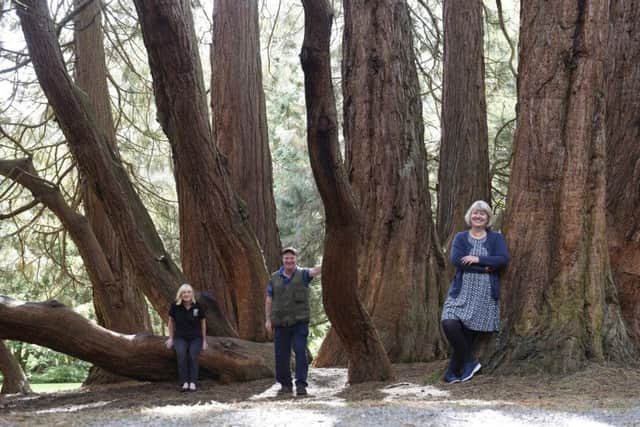 Ann Irwin of Arboretum Regeneration Castlewellan; Alwyn Sinnamon, head gardener at Castlewellan; and Dr Sally Montgomery of Castlewellan Futures Heritage Group at the title-winning tree. Pic by Michael Cooper