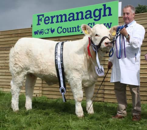 Hillviewfarm Nani (Lot 95) will come under the hammer at the herd's reduction sale on 2nd November. She won Fermanagh County Show's interbreed beef championship at nine-months-old.