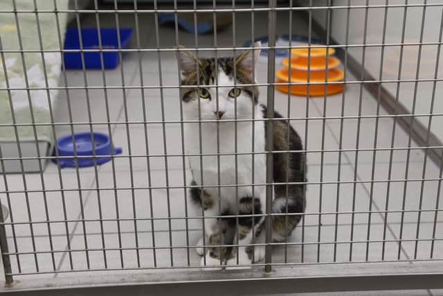 In the maternity area of Cats Protection Belfast Adoption Centre, Dundonald. 
Picture by Arthur Allison: Pacemaker Press.