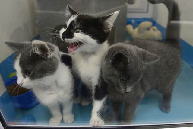 Some of the cats in the 'shop window' at Cats Protection Belfast Adoption Centre, Dundonald. 
Picture by Arthur Allison: Pacemaker Press.