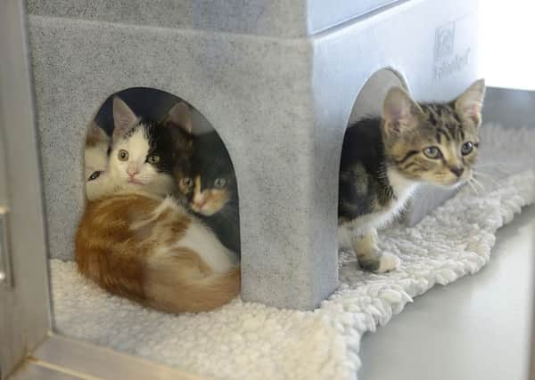 Some of the cats seeking homes at Cats Protection Belfast Adoption Centre, Dundonald. 
Picture by Arthur Allison: Pacemaker Press.