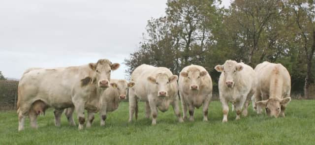 The Hillviewfarm Charolais herd will come under the hammer at Dungannon Farmers' Mart on Friday, November 2.