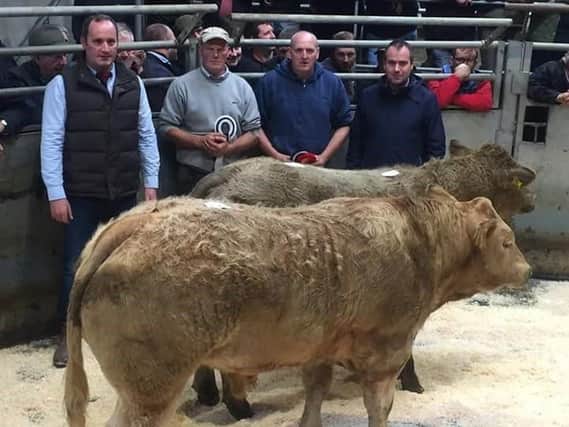 Suckler Calf Show & Sales in Armoy pictured from left David Bothwell (Judge) with Champion owned by Donal Kane and reserve Champion owned by Vincent McErlain and Sponsor Ulster Bank represented by Conor McNeill