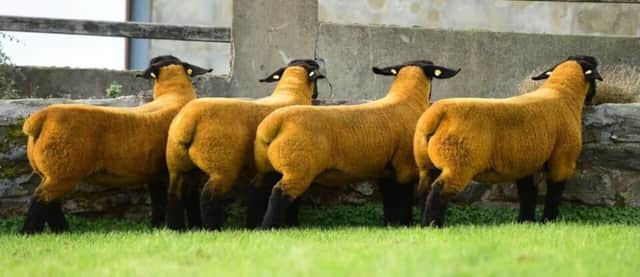 A batch of Burnview  ewe lambs  being offered for sale