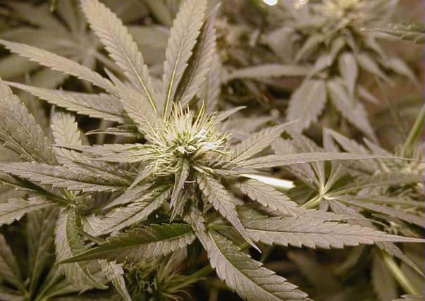 New legislation regarding medicinal cannabis comes into effect on Thursday