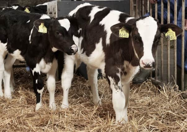 Research has found Protestant farmers are more likely to be in the dairy sector than their Catholic neighbours