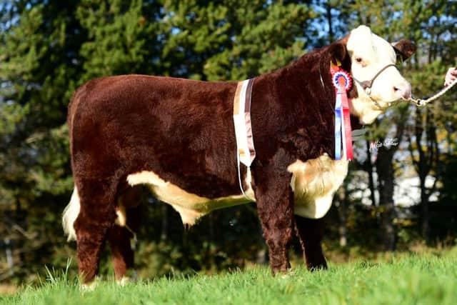 Supreme and senior Male Champion Solpoll 1 Rival owned and bred by J&W McMordie