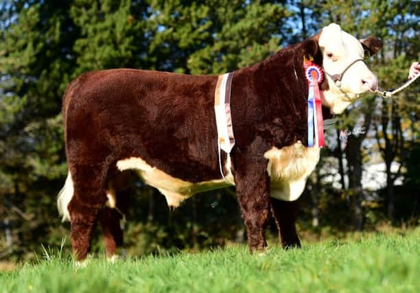 Supreme and senior Male Champion Solpoll 1 Rival owned and bred by J&W McMordie