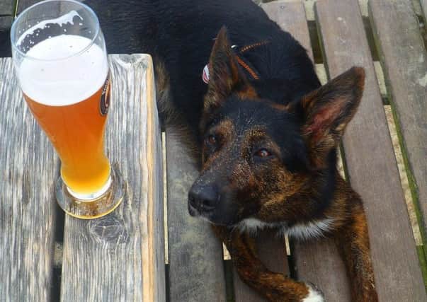 Northern Ireland's most dog-friendly pubs have been revealed.