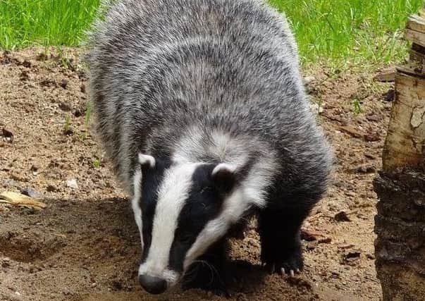 The report said badger culling had a real but modest effect on bTB