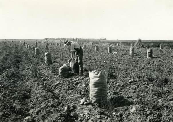 Gathering potatoes could be back breaking work