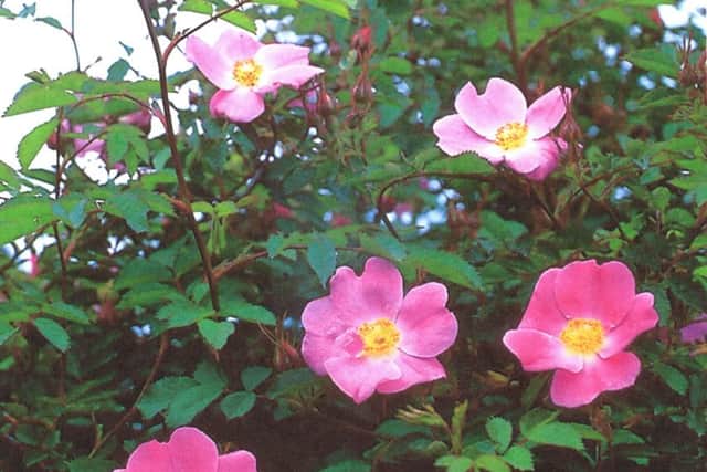Rosa Hibernica, The Holywood Rose