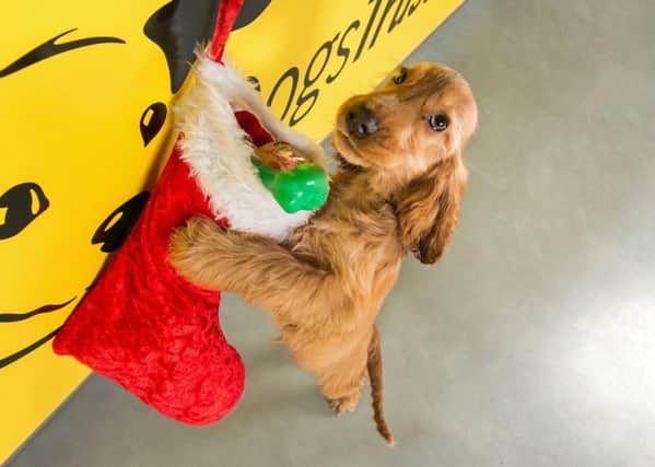 Dogs Trust Ballymena calls for donations for annual Christmas Fair