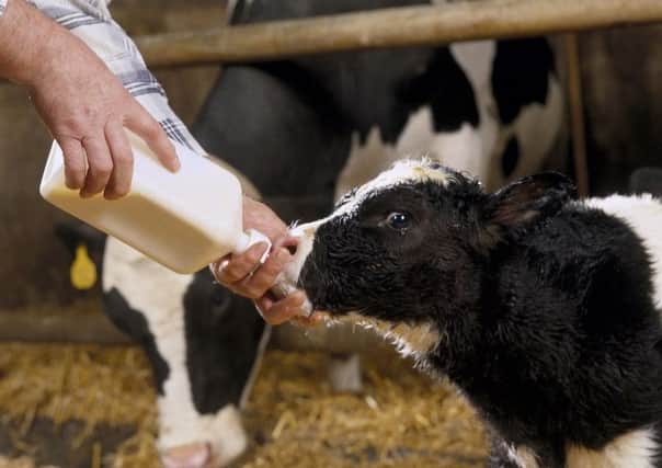 There are many risks associated with calf rearing. Disease caused by infections, nutrition and calf accommodation can impact growth and limit performance during the first few weeks of life