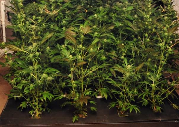 Cannabis worth Â£600,000 was found in a Comber warehouse