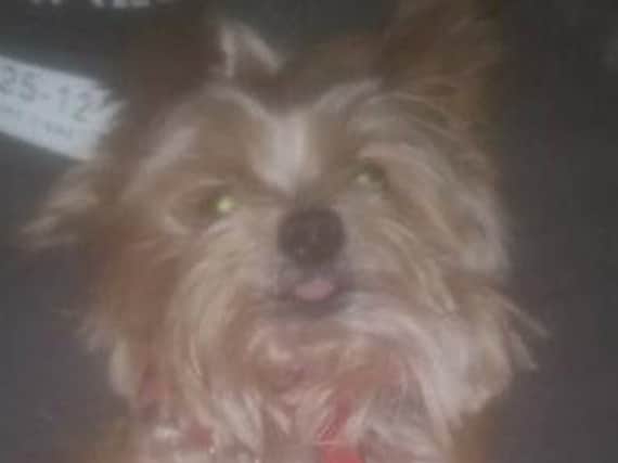 STOLEN: 12 year-old Yorkshire Terrier, Rascal.