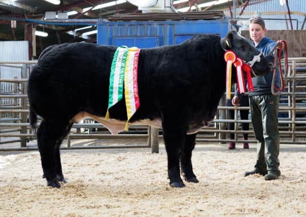 Luke Barnett with the Campion Bullock and Show Champion at the Raphoe Mart Fatstock Show and Sale on Friday last. Photo Clive Wasson