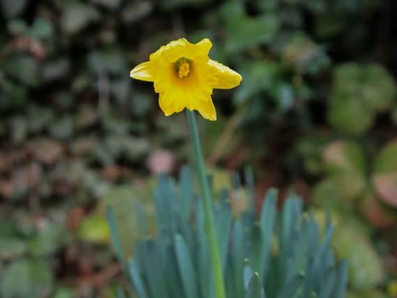 A daffodil in bloom in Allerton Towers, Woolton, Liverpool