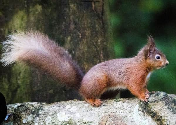 A red squirrel foraging for food in the woodlands outside Mount Stewart in Co. Down