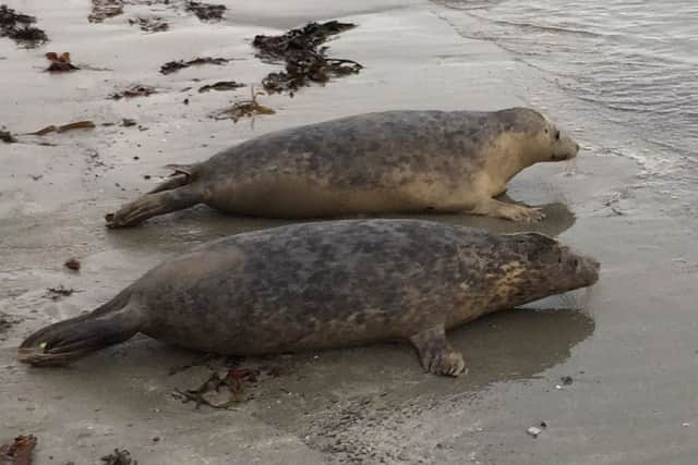 The two seal pups, Bran and Thor, make their way down the beach at Knockinelder bay after their release