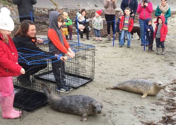 Seal pups Bran (right) and Thor being released back into the wild after months of recuperation