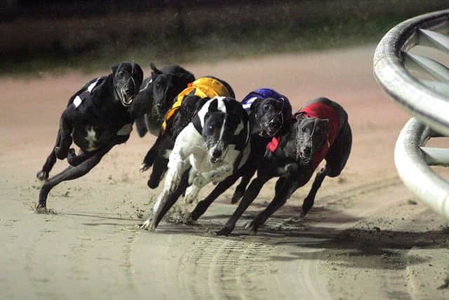 No more racing: Drumbo Park Greyhound Stadium is to close with immediate effect.