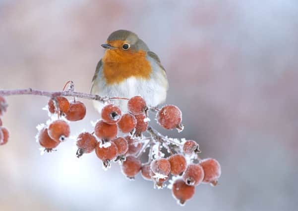 Robin (Erithacus rubecula) adult perched on crab apples in winter, Scotland, UK