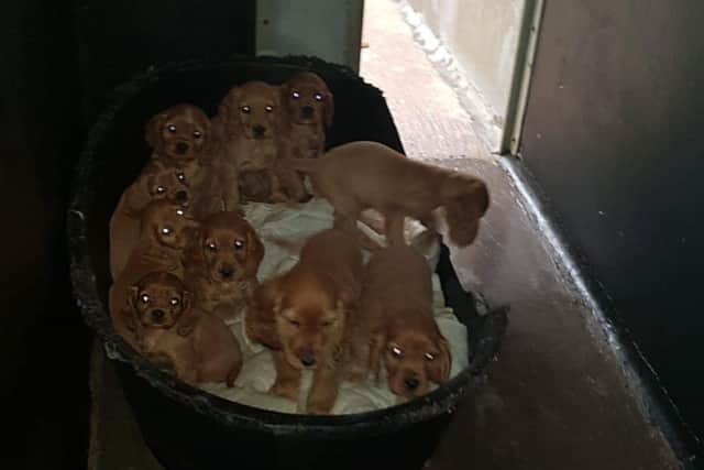 Some of the puppies that were rescued