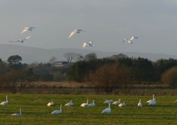 Wild swans grazing near Lough Beg