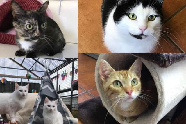 Assisi are currently looking to rehome a number of cats (Photo: Assisi)