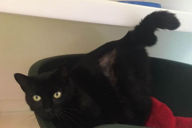 Roughly three years old, Aspen was found living outside by Assisi and is now in need of a permanent home. The kindness of strangers was all that kept her alive before she was found.
