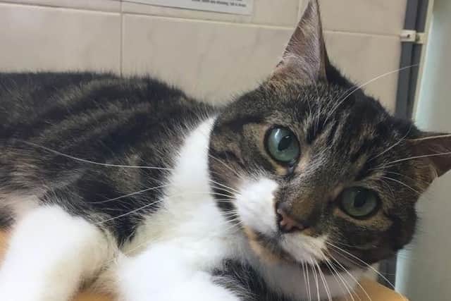 Eight-year-old house cat Tootsie has been seeking a new home since April