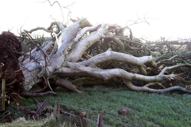The 'Dark Hedges' trees made famous by the TV fantasy drama Game of Thrones have been damaged in the overnight storm.
 Picture. Kevin McAuley/McAuley Multimedia