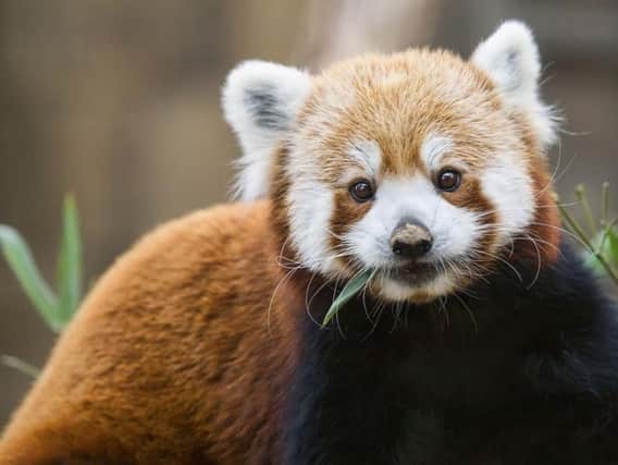 The red panda is reportedly exploring the Glegormley area