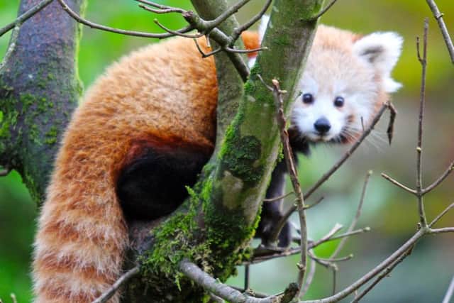 A red panda