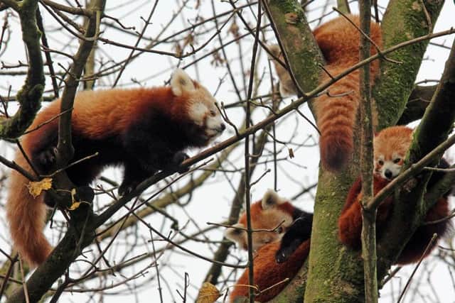 Red pandas
