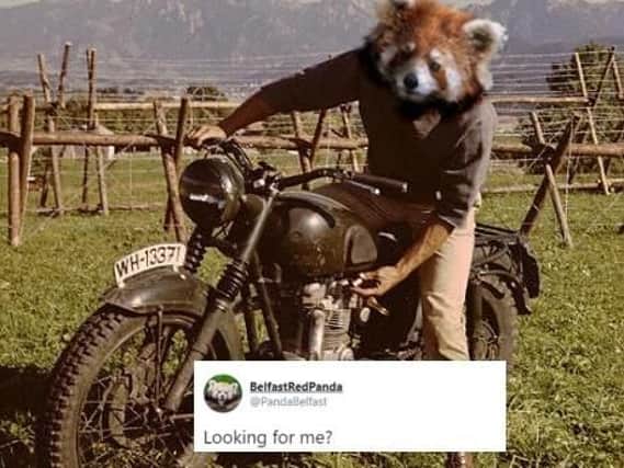 Social media users were quick off the mark following the escape of a Belfast Zoo red panda